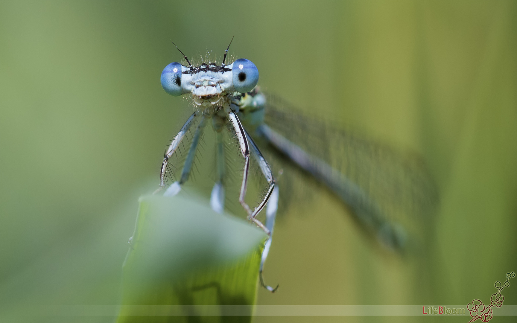 Blaue Federlibelle