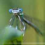 Blaue Federlibelle