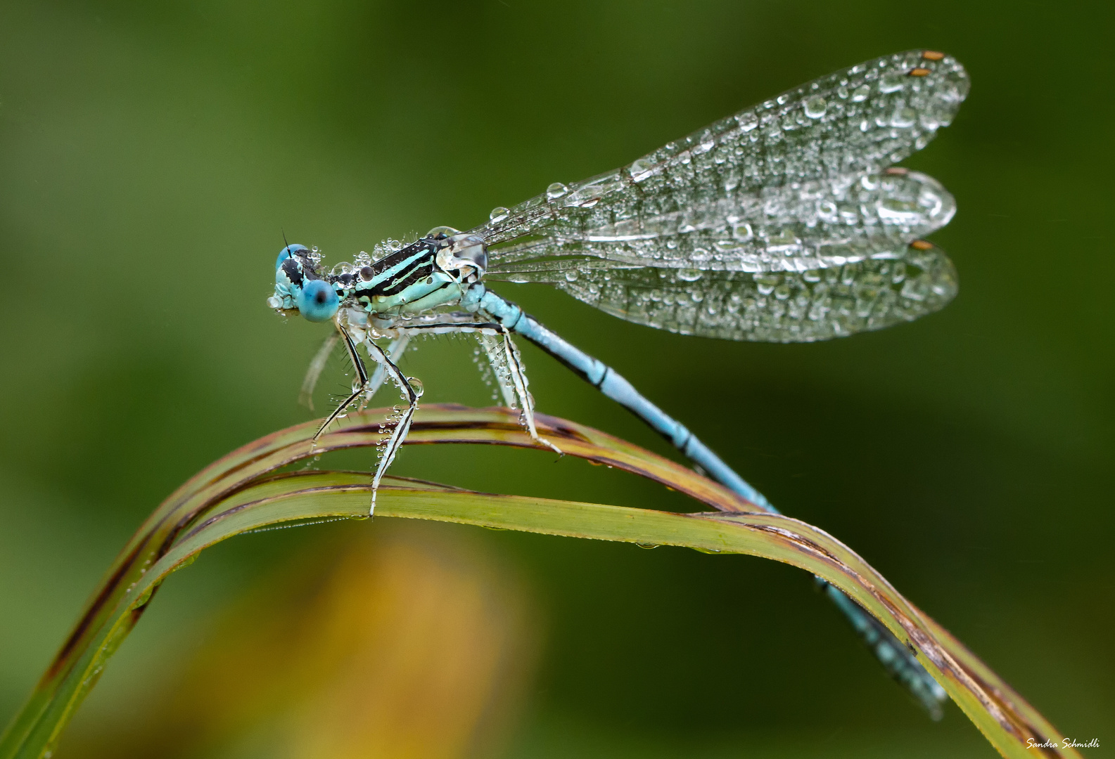 Blaue Federlibelle