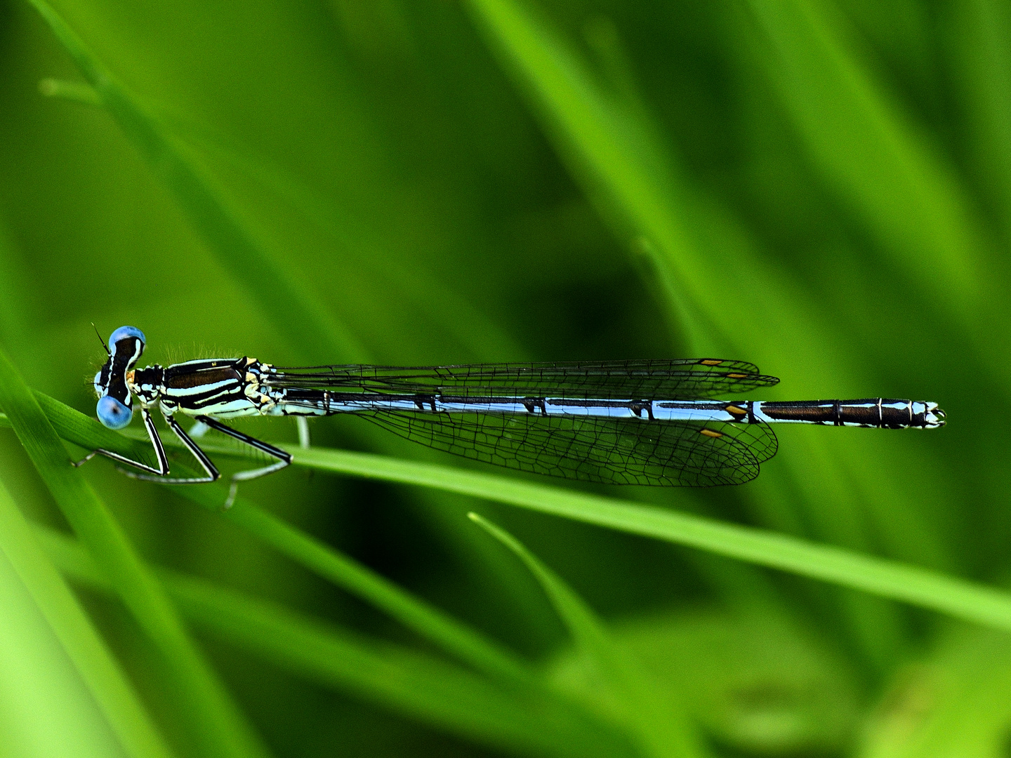 Blaue Federlibelle