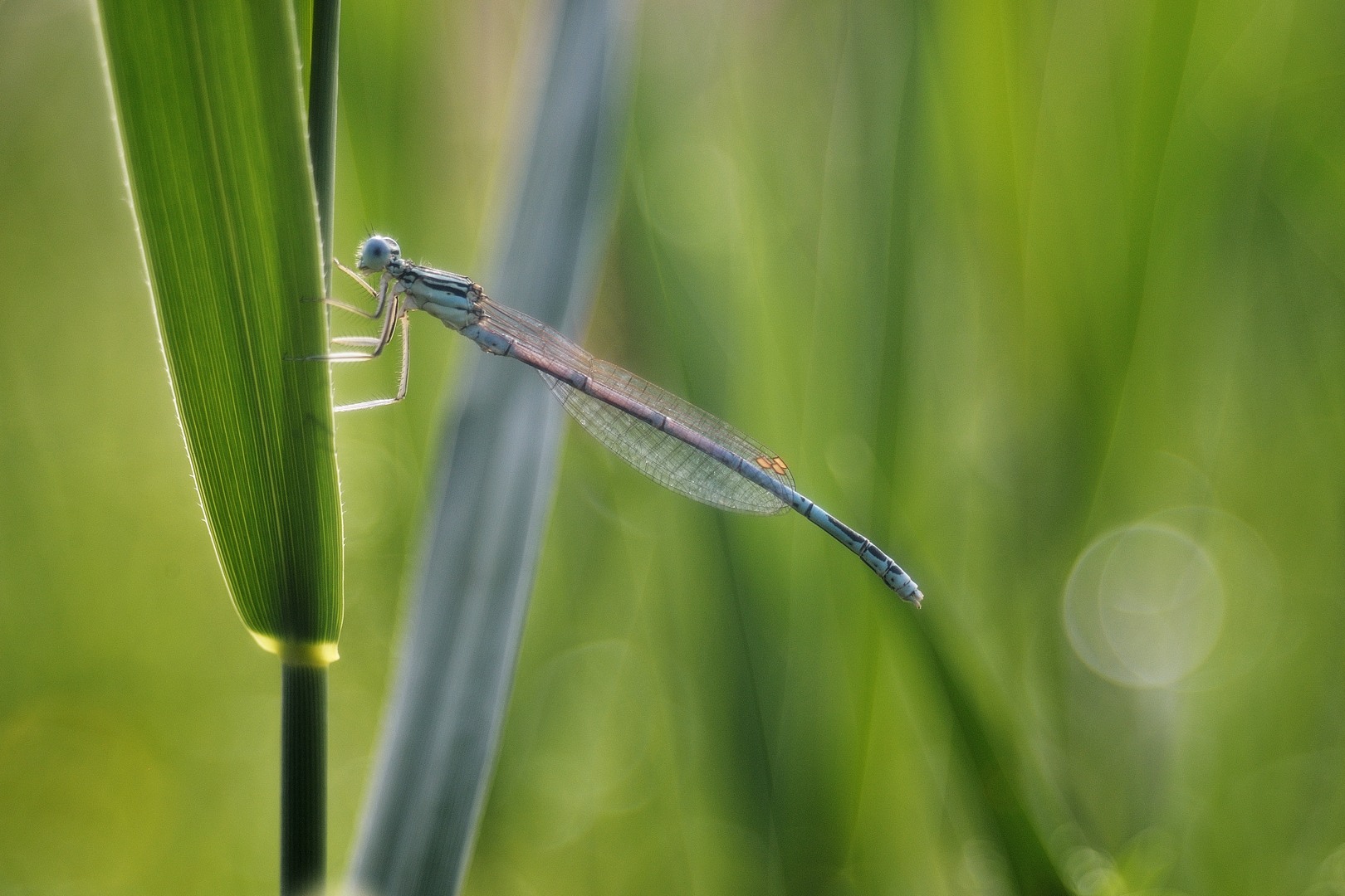 Blaue Federlibelle