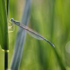 Blaue Federlibelle