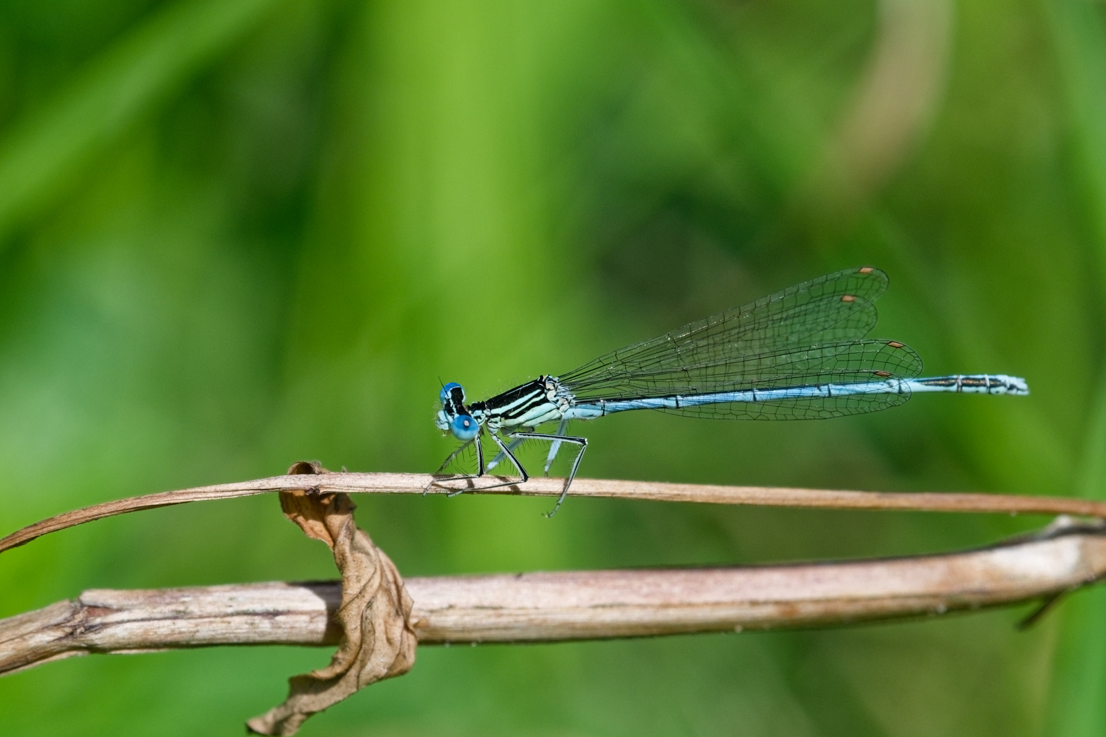 Blaue Federlibelle