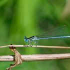 Blaue Federlibelle