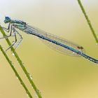 Blaue Federlibelle 