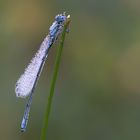 Blaue Federlibelle