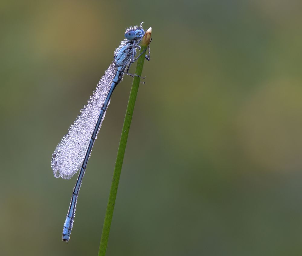 Blaue Federlibelle