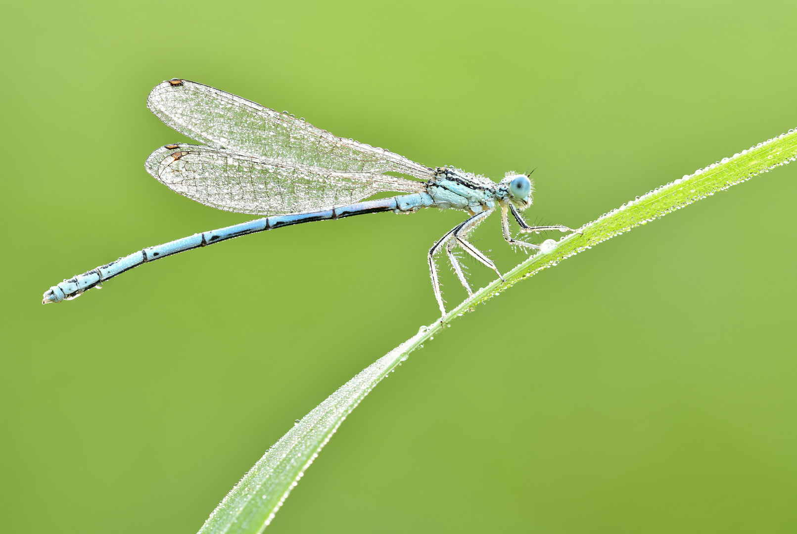 blaue Federlibelle #2