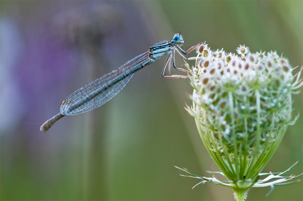 "Blaue Federlibelle "