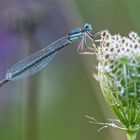 "Blaue Federlibelle "