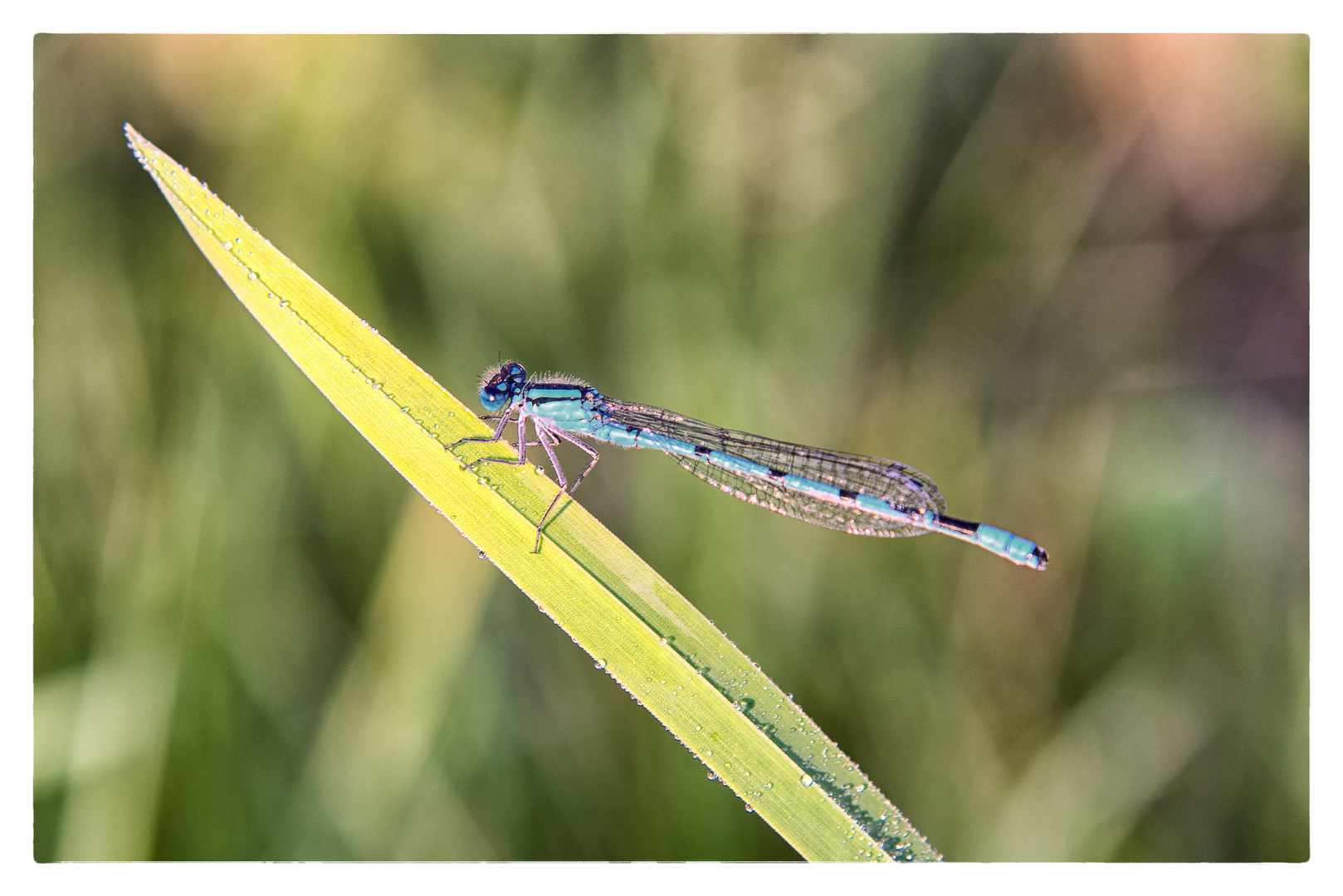 Blaue Federlibelle