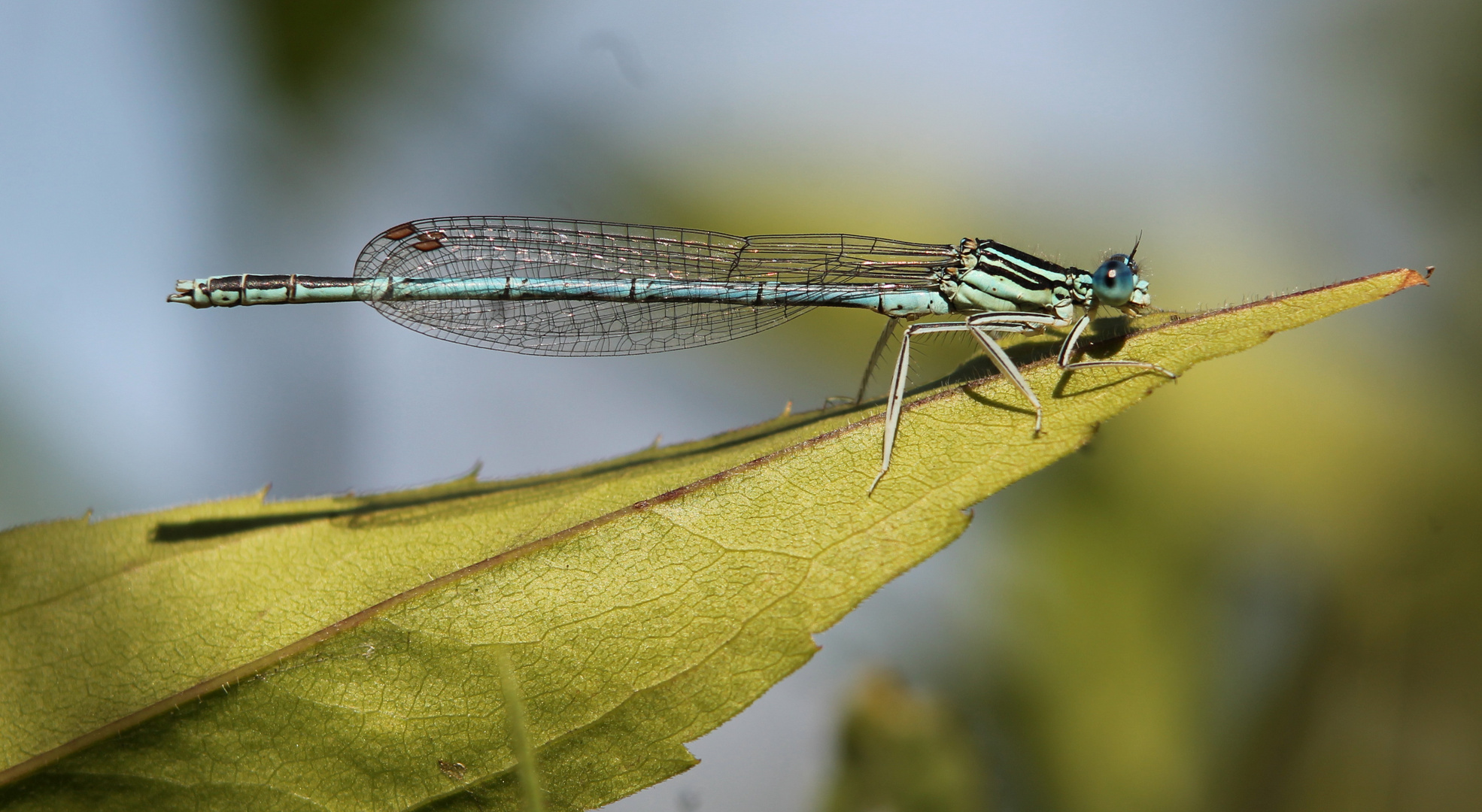 Blaue Federlibelle