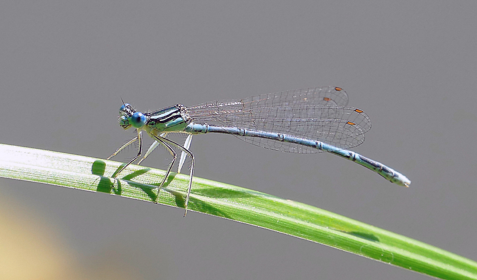 blaue Federlibelle