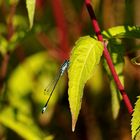 Blaue Federlibelle