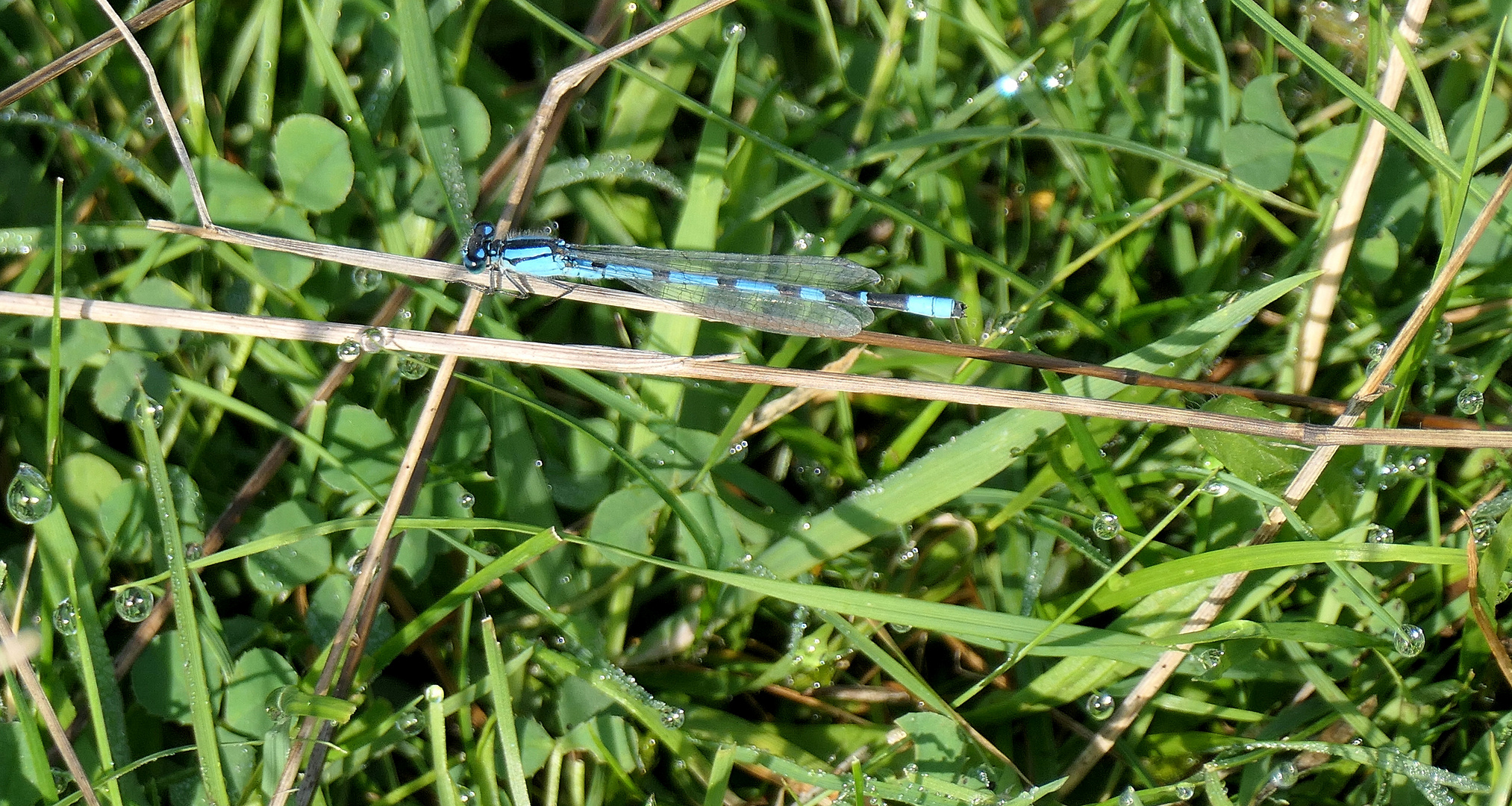 Blaue Federlibelle