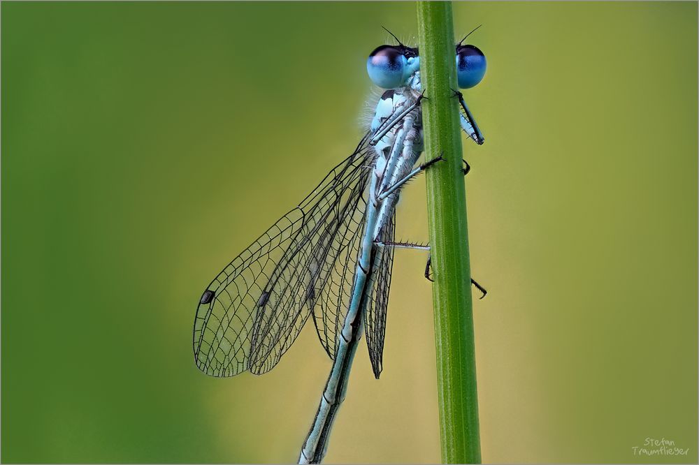 Blaue Federlibelle