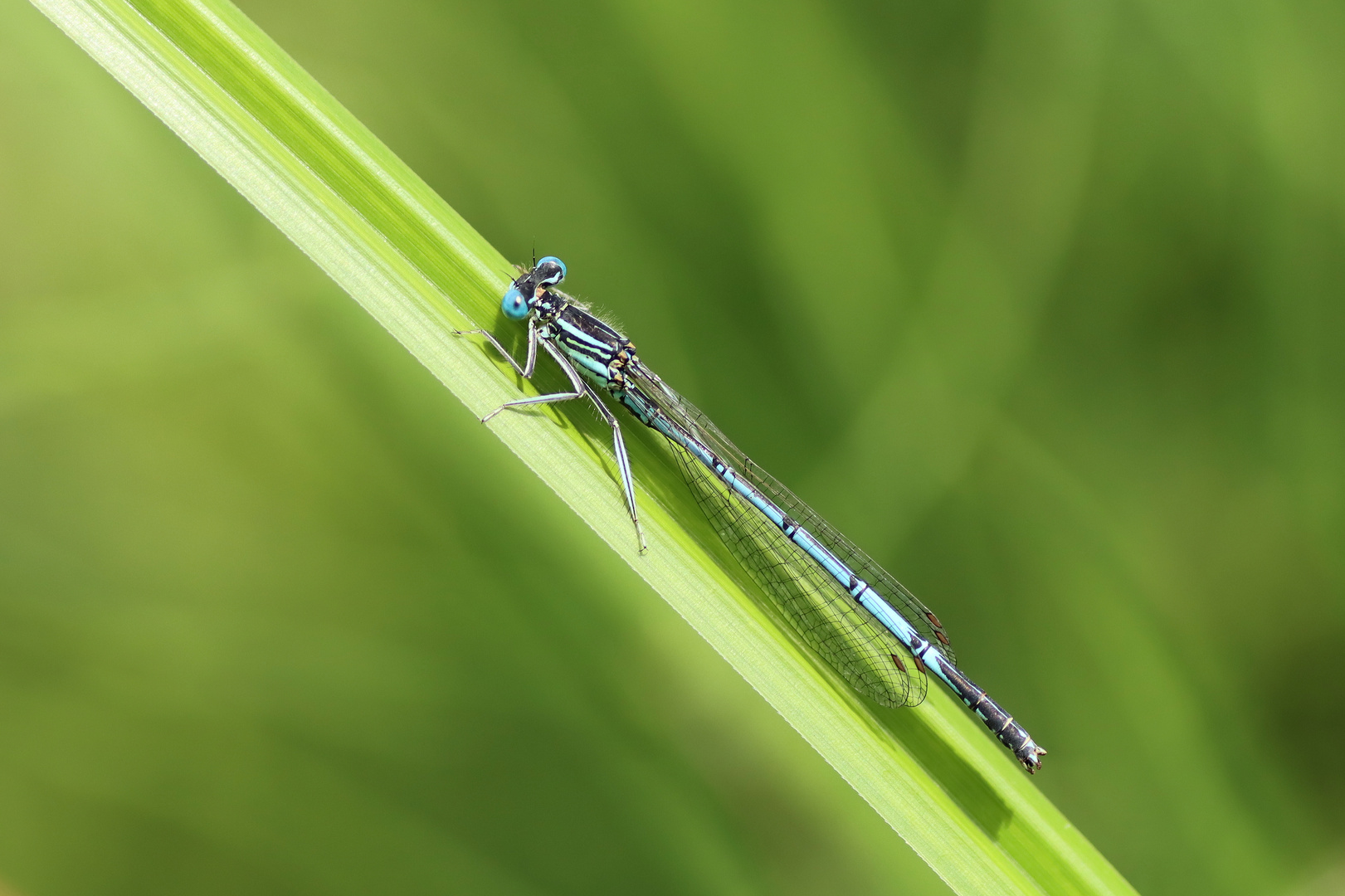 Blaue Federlibelle