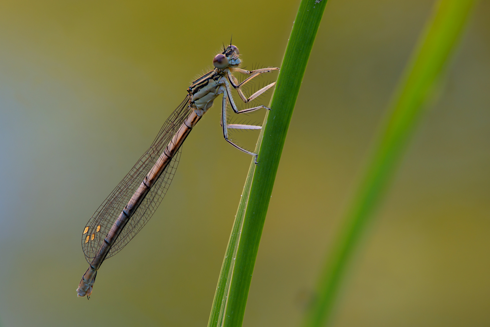 Blaue Federlibelle