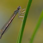 Blaue Federlibelle