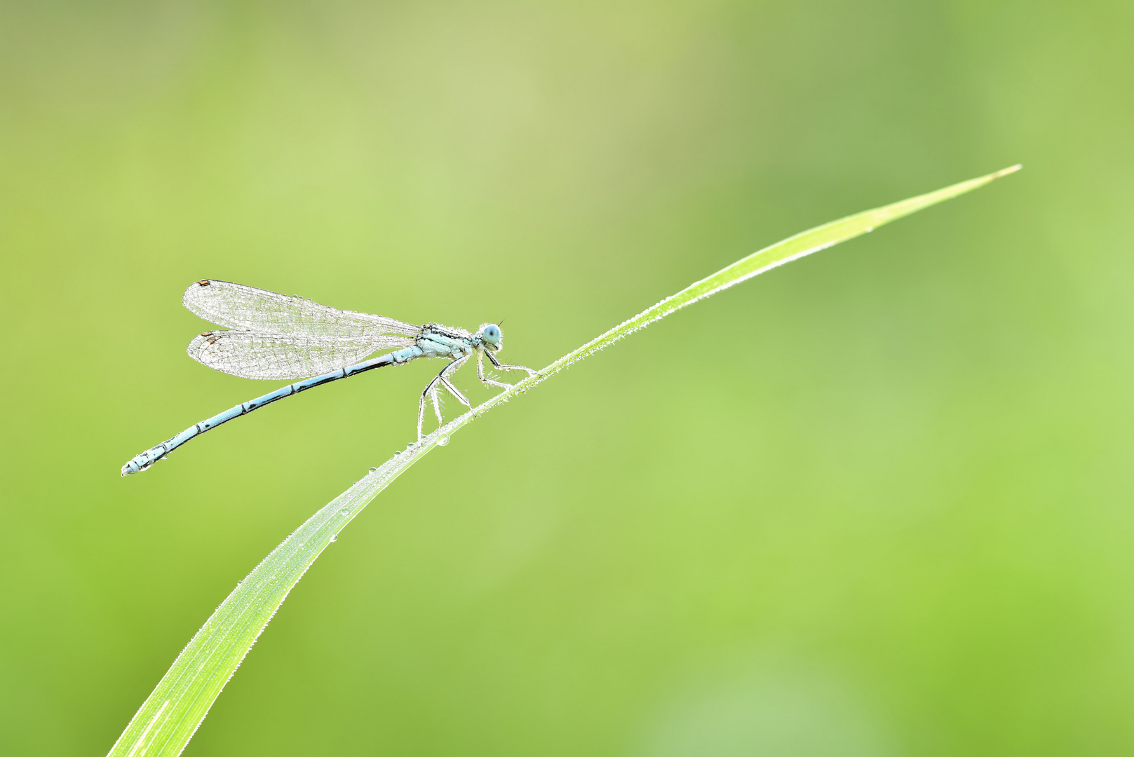 blaue Federlibelle #3