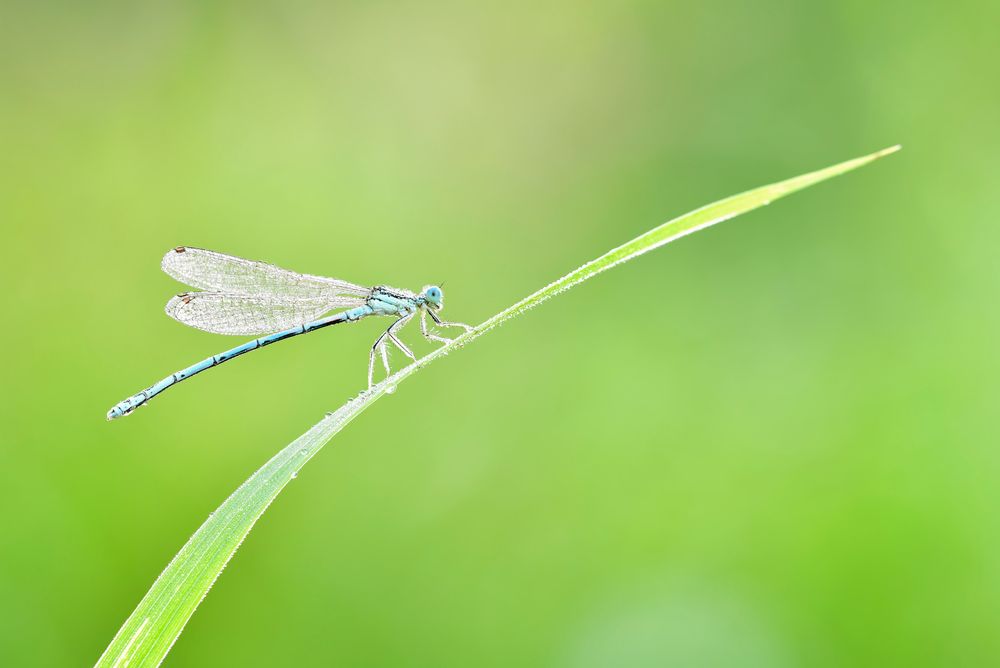 blaue Federlibelle #3