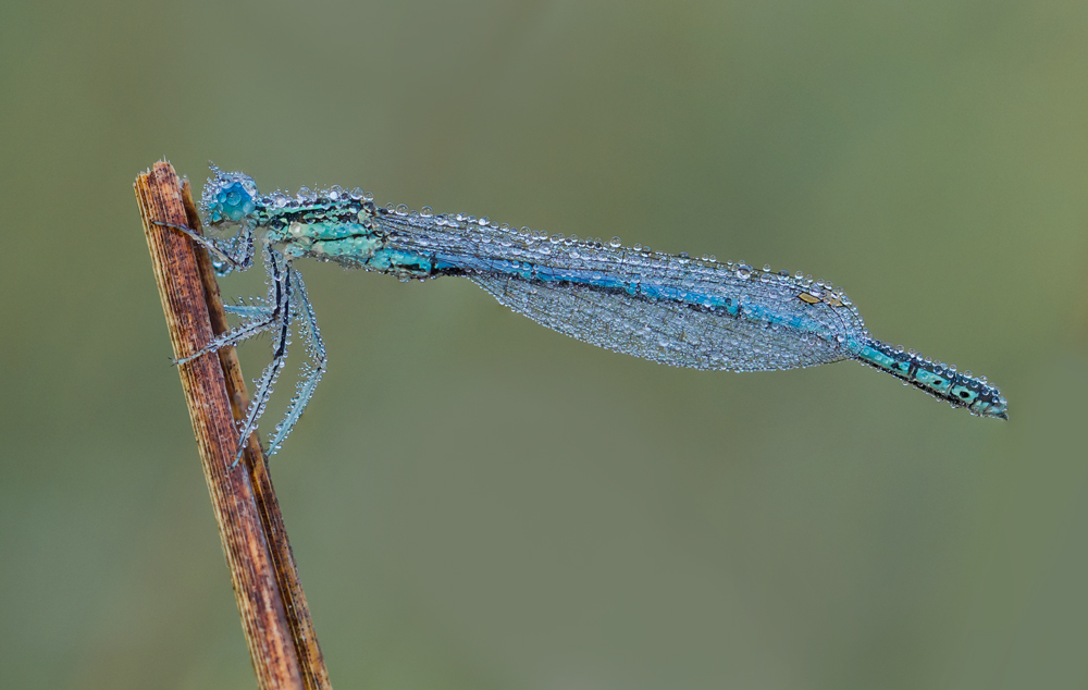 Blaue Federlibelle