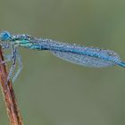 Blaue Federlibelle