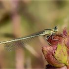 Blaue Federlibelle