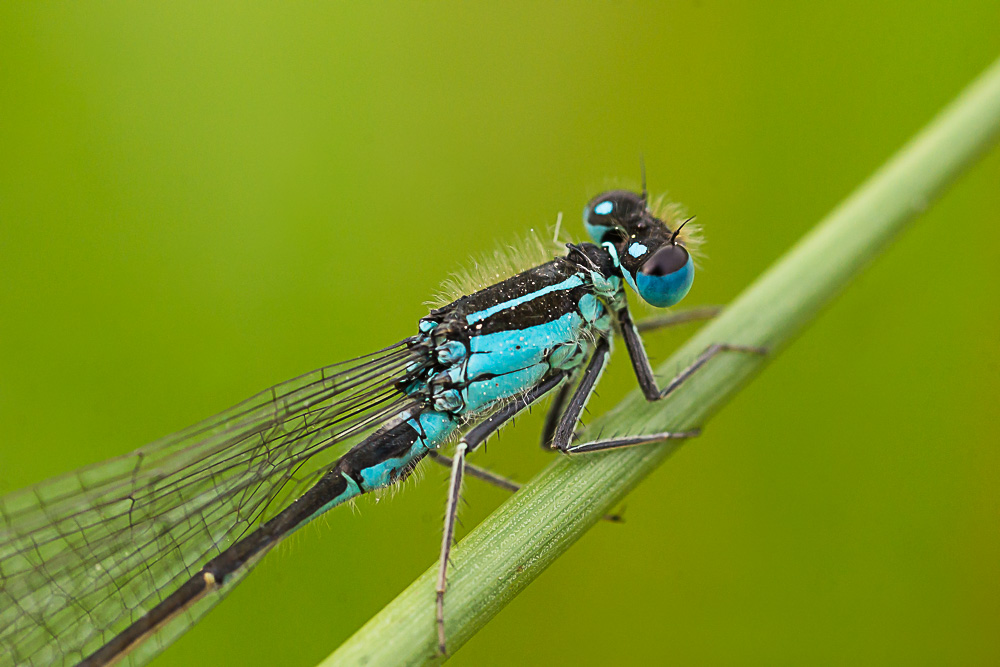 Blaue Federlibelle