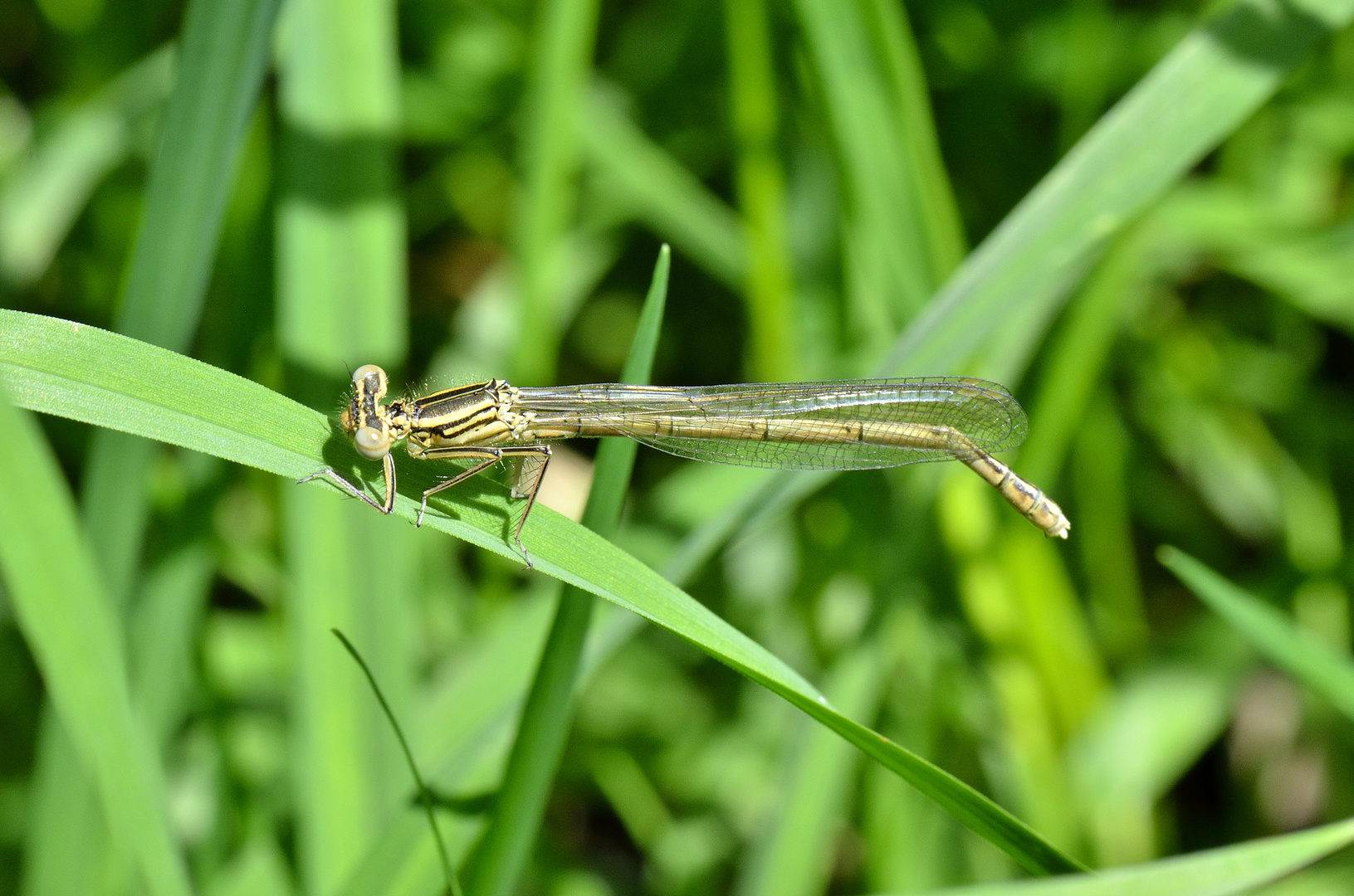 blaue Federlibelle