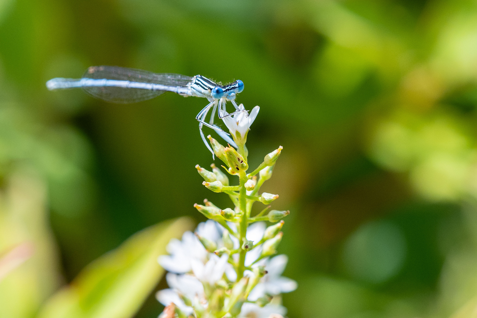 Blaue Federlibelle