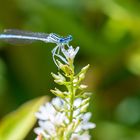 Blaue Federlibelle