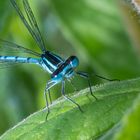 Blaue Federlibelle 