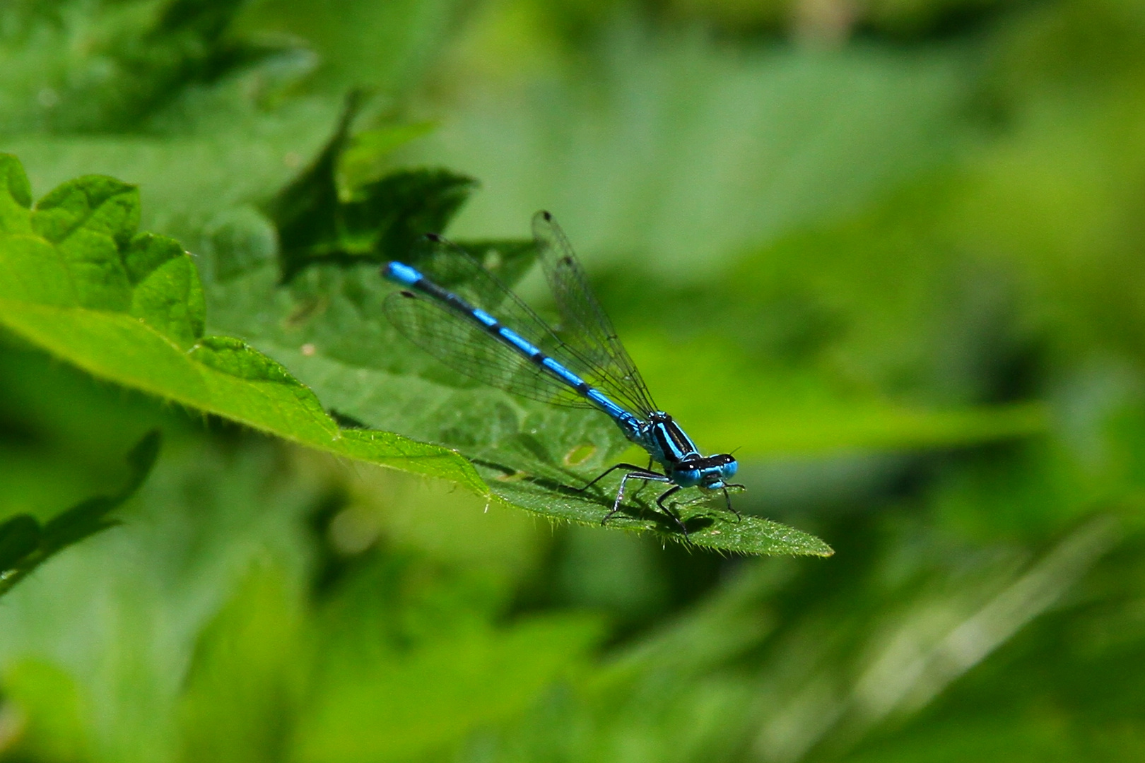 Blaue Federlibelle