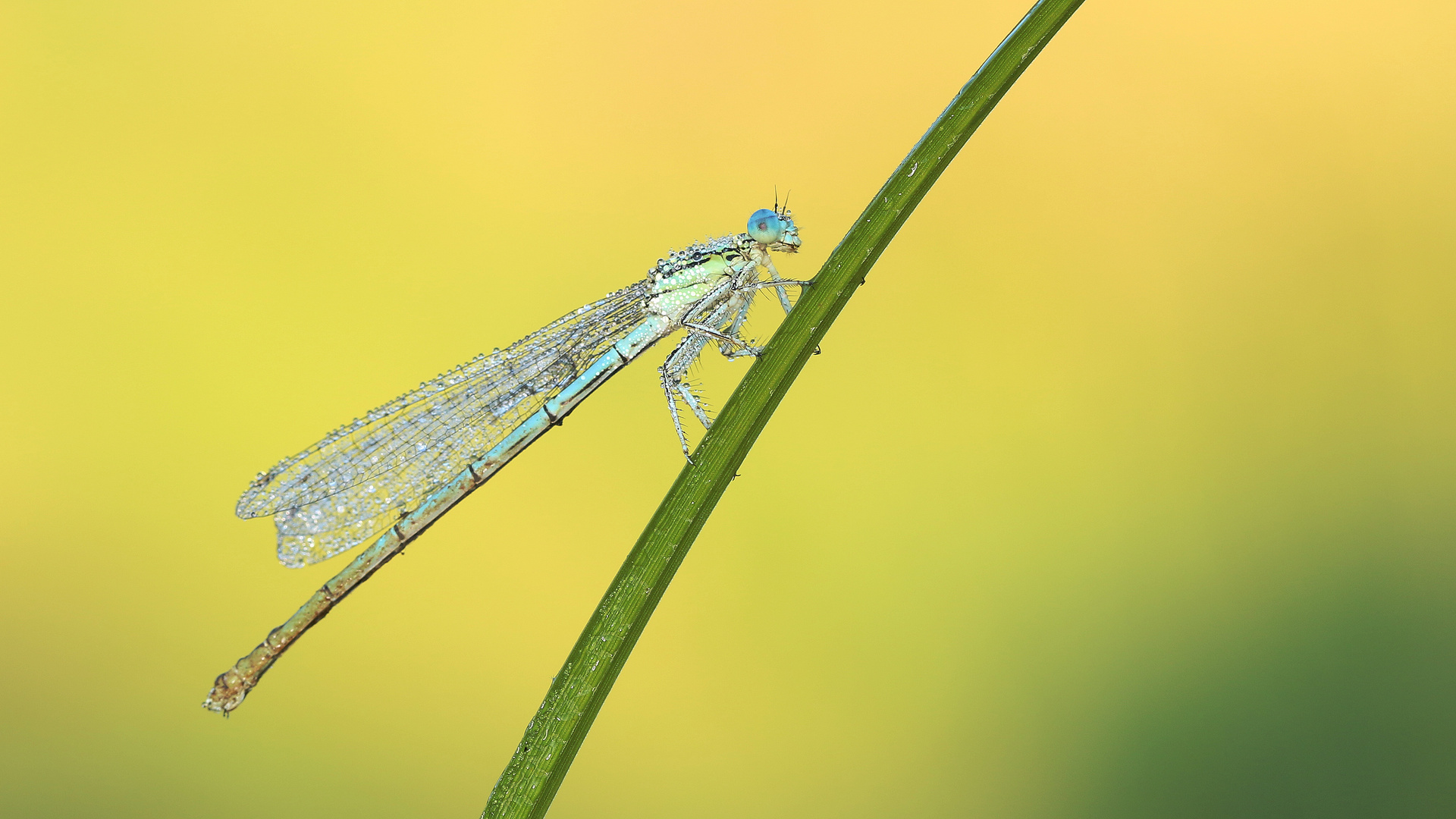 Blaue Federlibelle... 