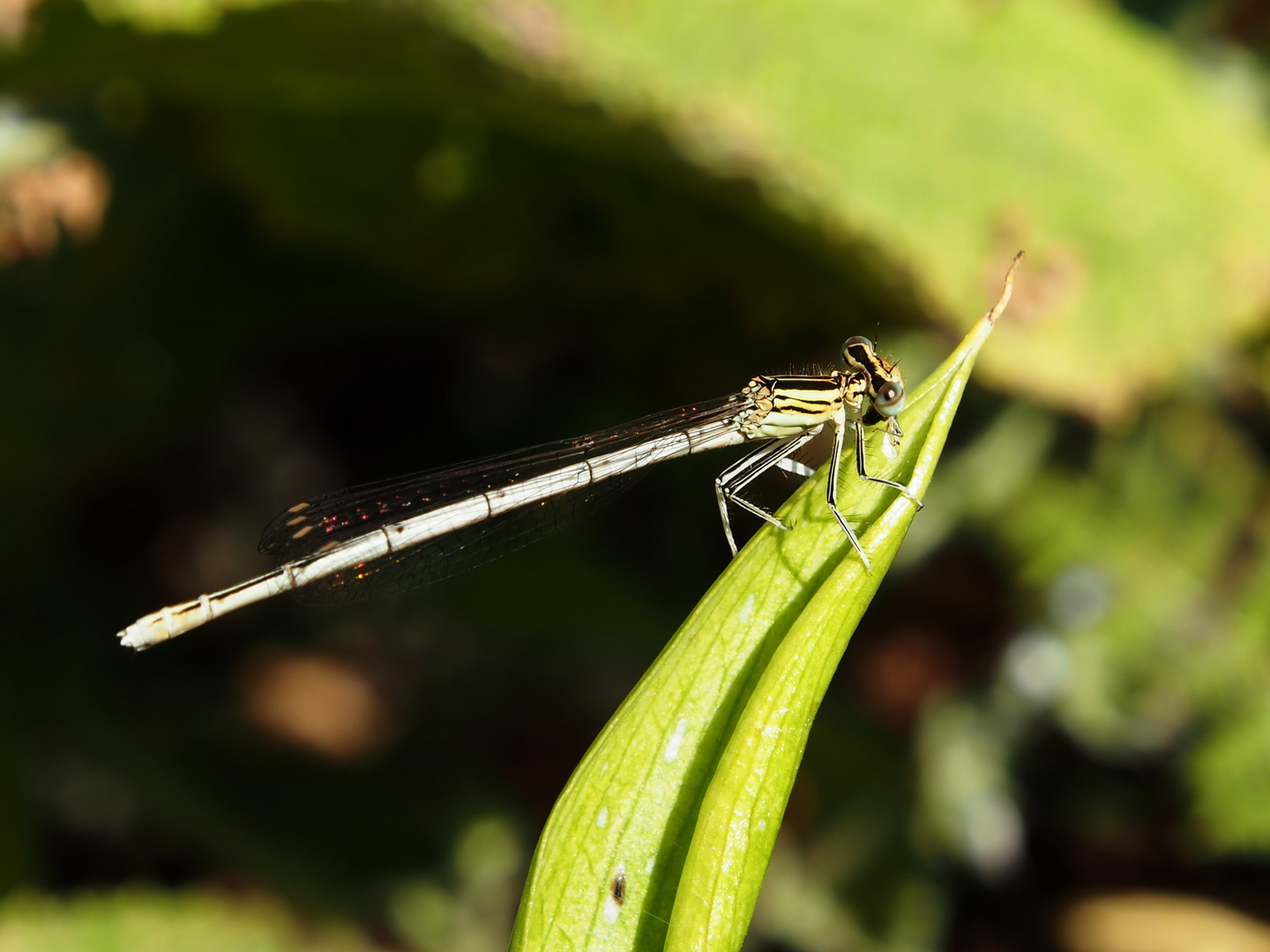 Blaue Federlibelle