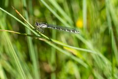 Blaue Federlibelle