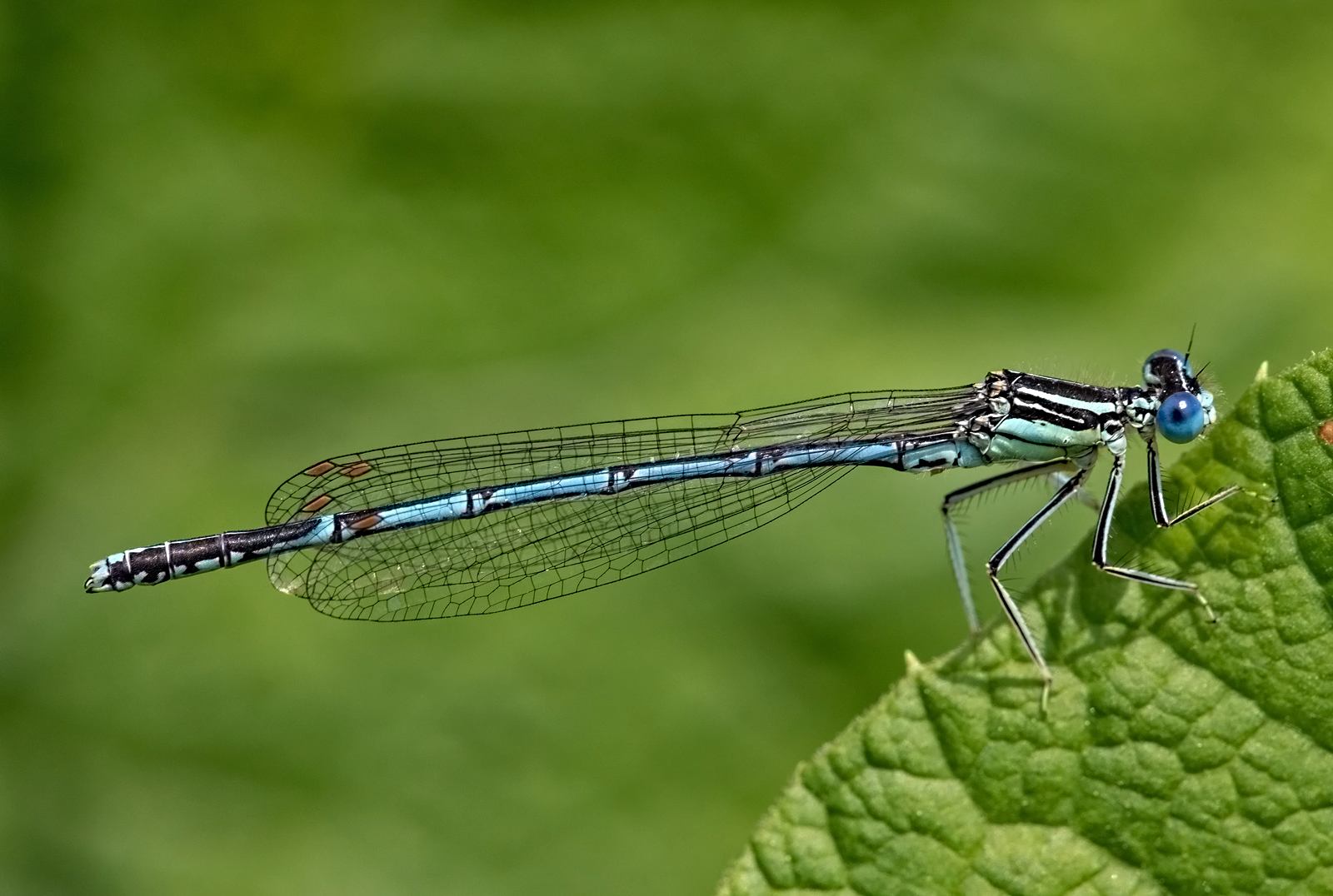 Blaue Federlibelle