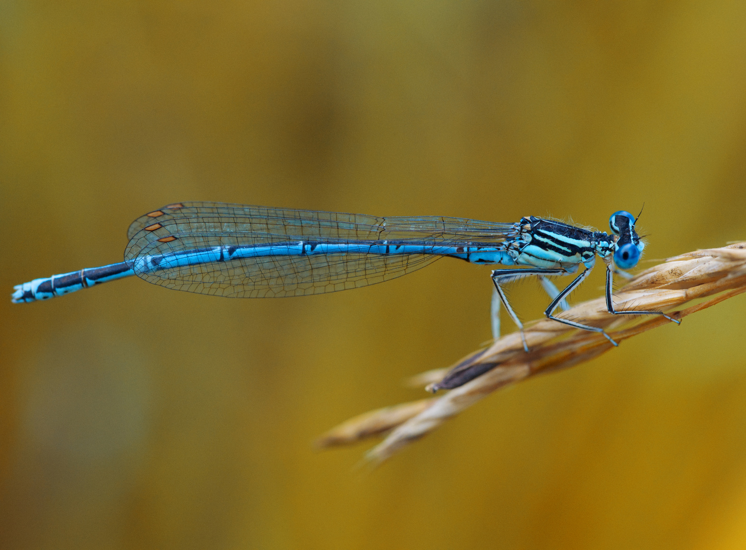 Blaue Federlibelle