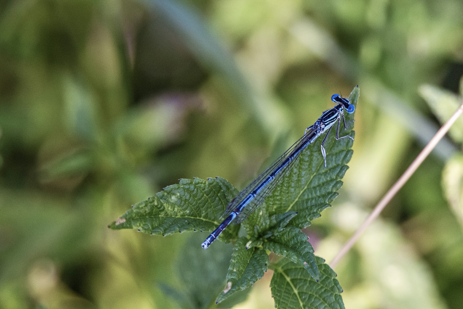 Blaue Federlibelle