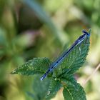 Blaue Federlibelle