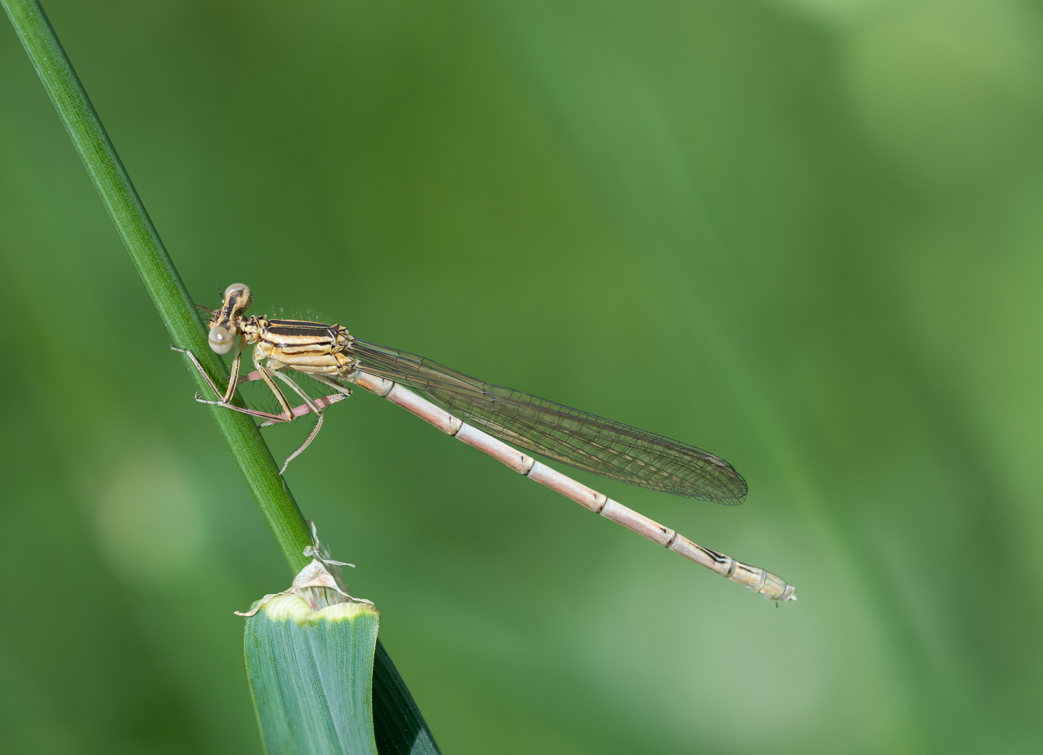 Blaue Federlibelle