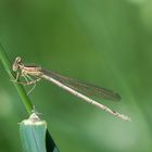 Blaue Federlibelle