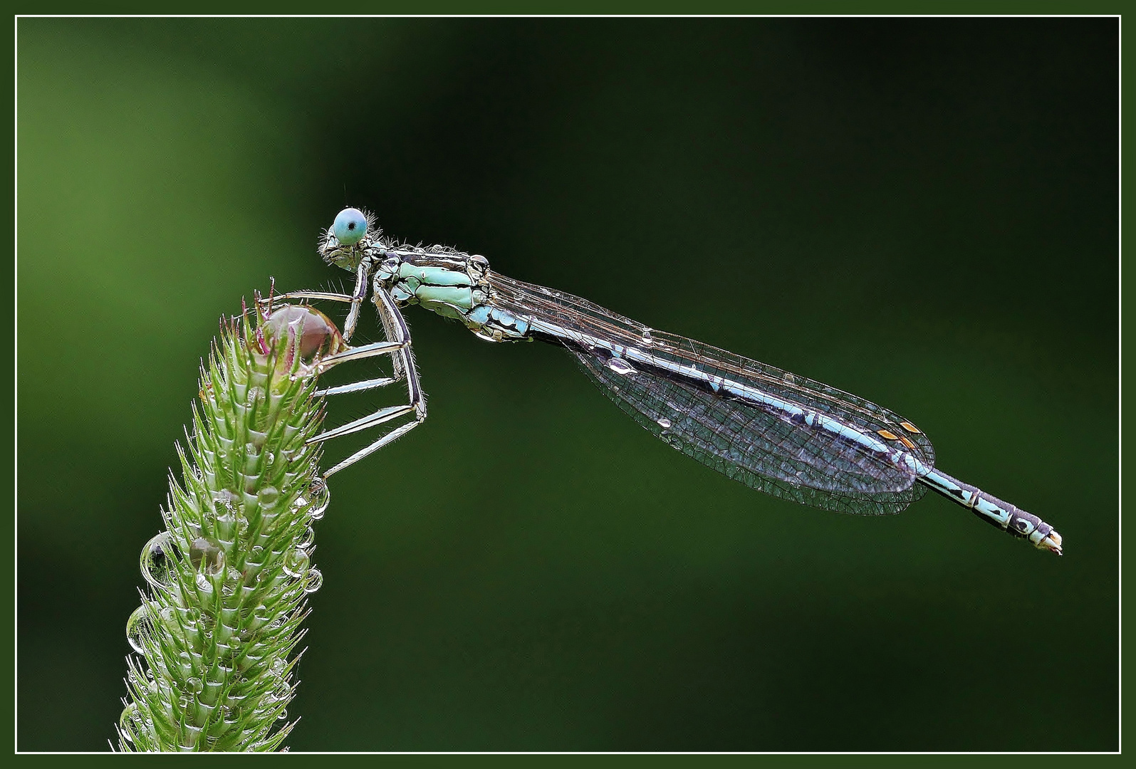 Blaue Federlibelle