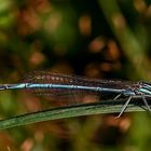 Blaue Federlibelle