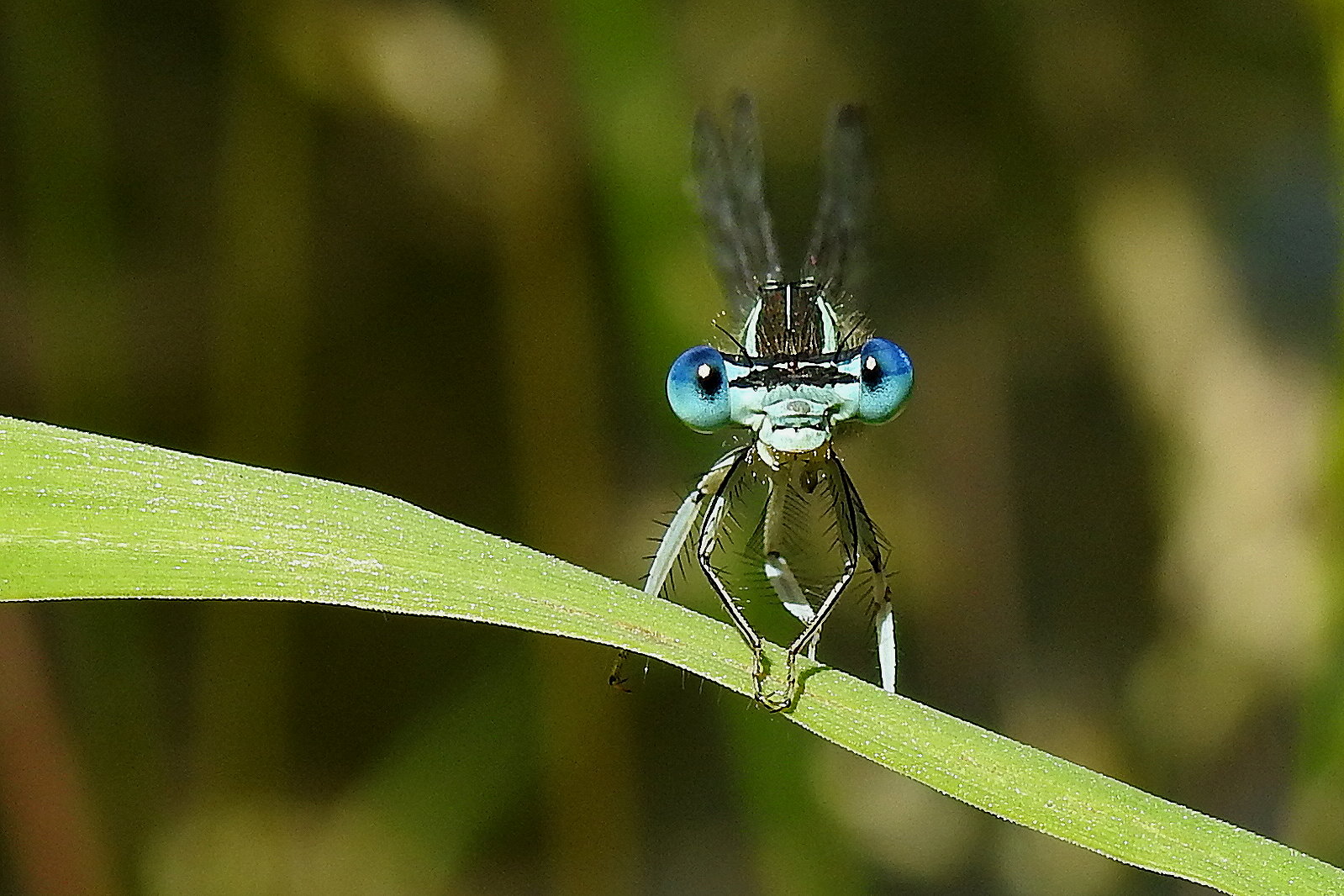 Blaue Federlibelle