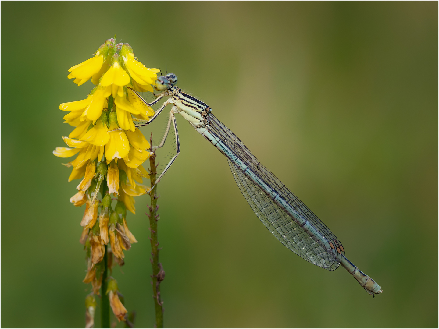 Blaue Federlibelle