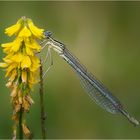 Blaue Federlibelle