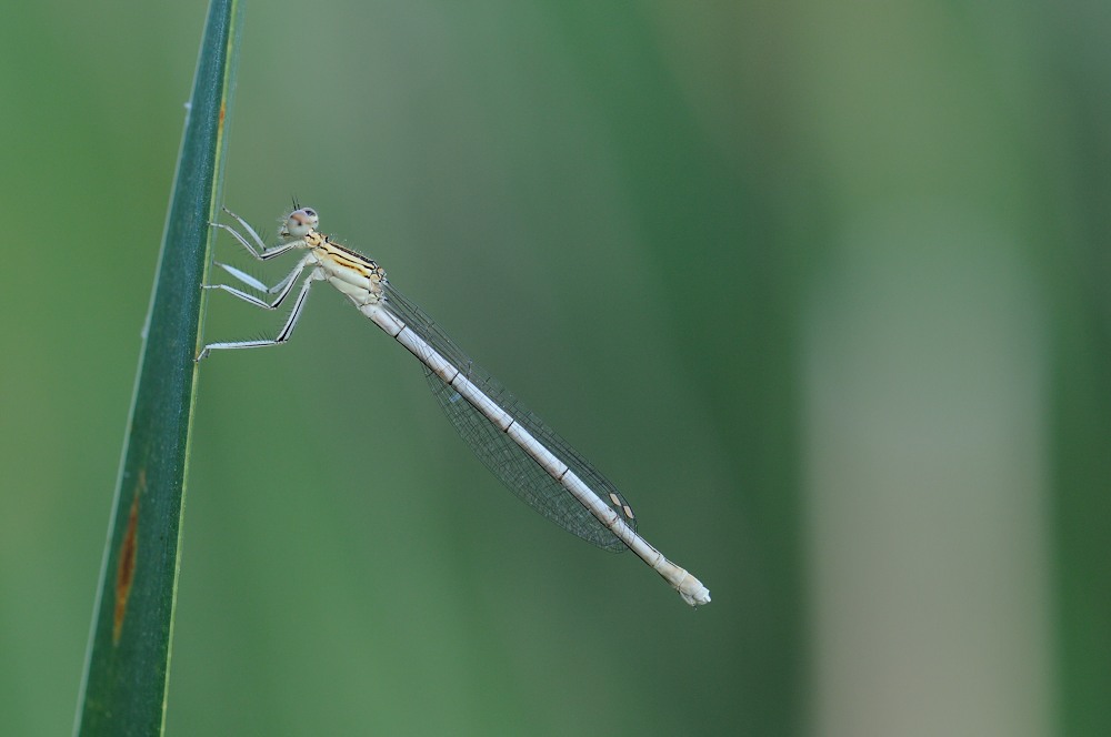 Blaue Federlibelle