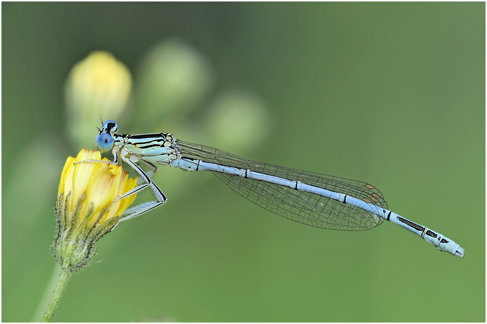 Blaue Federlibelle